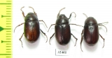 Melolonthinae sp.  South Africa Rep. - INSECTS-STORE.RU