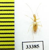 Aphaenops cerberus obtusus  France - INSECTS-STORE.RU