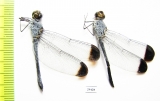 Odonata sp.  Panama - INSECTS-STORE.RU