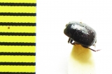 Baeckmanniolus dimidiatus  Russia, Crimea - INSECTS-STORE.RU