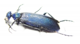 Cyaneolytta sp.  Zimbabwe - INSECTS-STORE.RU