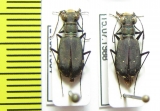 Cicindela sp., pair  USA, Ohio - INSECTS-STORE.RU