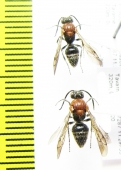 Mutillidae sp.  Italy - INSECTS-STORE.RU