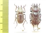 Cacostomus squamosus, pair  Australia - INSECTS-STORE.RU