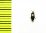 Salpingidae, Lissodema plagiatum  Russia, Far East - INSECTS-STORE.RU