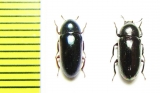 Tenebrionidae sp.  Malaysia - INSECTS-STORE.RU