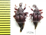 Attelabidae sp.  Laos - INSECTS-STORE.RU