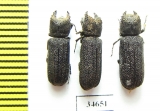 Bostrichidae sp.  South Africa Rep. - INSECTS-STORE.RU