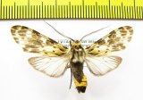 Erebidae sp.  Bolivia - INSECTS-STORE.RU