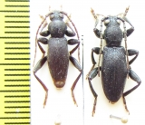 Drymochares starcki cavazzutii, pair  Abkhazia - INSECTS-STORE.RU