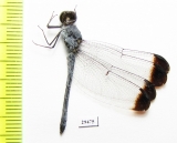 Odonata sp.  Panama - INSECTS-STORE.RU