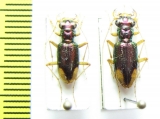 Tetracha fulgida, pair  Peru - INSECTS-STORE.RU