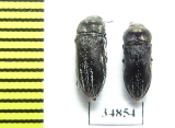 Acmaeodera farinosa  Turkey - INSECTS-STORE.RU