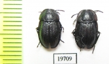 Phosphuga atrata  Kazakhstan - INSECTS-STORE.RU