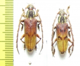Coptopterus sp.  Indonesia, Papua - INSECTS-STORE.RU