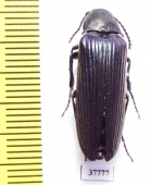 Cephalodendron sp.  Madagascar 25mm - INSECTS-STORE.RU