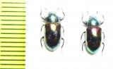 Tenebrionidae sp.  Malaysia, Borneo - INSECTS-STORE.RU