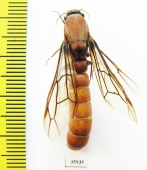 Formicidae sp.  Tanzania - INSECTS-STORE.RU