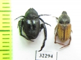Hopliini sp., pair  South Africa Rep. - INSECTS-STORE.RU
