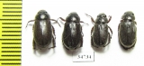 Rutelinae sp.  Ethiopia - INSECTS-STORE.RU