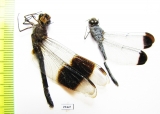 Odonata sp.  Panama - INSECTS-STORE.RU