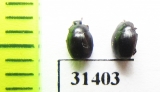 Dendrophilus pygmaeus  Russia, Tver reg. - INSECTS-STORE.RU