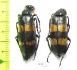 Meloidae sp.  South Africa Rep. - INSECTS-STORE.RU