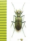 Calomera funerea  Thailand - INSECTS-STORE.RU