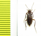 Melandrya minshanensis  China, Sichuan prov. - INSECTS-STORE.RU