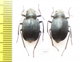 Platyesia karelini, pair  Uzbekistan - INSECTS-STORE.RU