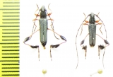 Coremia bruchi, pair  Argentina - INSECTS-STORE.RU