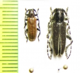 Anaesthetis testacea, Thyestilla gebleri  Russia, Far East - INSECTS-STORE.RU