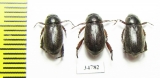 Rutelinae sp.  Ethiopia - INSECTS-STORE.RU