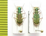 Myriochila sp.  Congo - INSECTS-STORE.RU