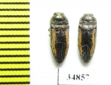 Acmaeodera flavolineata  Turkey - INSECTS-STORE.RU
