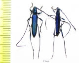Cerambycidae sp., pair  South Africa Rep. - INSECTS-STORE.RU