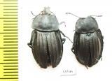 Silpha perforata  Russia, Far East - INSECTS-STORE.RU