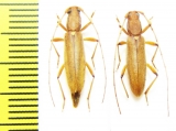 Cerambycidae sp., pair  Ecuador - INSECTS-STORE.RU