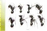Formicidae sp.  Uzbekistan - INSECTS-STORE.RU