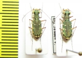 Myriochila sp.  Congo - INSECTS-STORE.RU