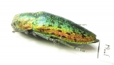 Lamprodila rutilans  Moldova - INSECTS-STORE.RU