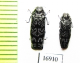 Coraebus spathatus  Laos - INSECTS-STORE.RU