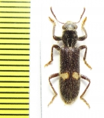 Cleridae sp. Malawi - INSECTS-STORE.RU