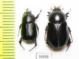 Pycnoschema prostome, pair  Namibia - INSECTS-STORE.RU