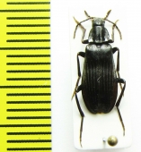 Melandrya ? dubia  Russia, Far East - INSECTS-STORE.RU