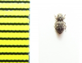 Coxelus pictus  Italy - INSECTS-STORE.RU