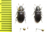 Tenebrionidae sp.  Indonesia, Sulawesi - INSECTS-STORE.RU