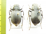 Platyesia sericata, pair  Russia, Astrakhan reg. - INSECTS-STORE.RU