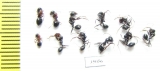 Formicidae sp.  Uzbekistan - INSECTS-STORE.RU