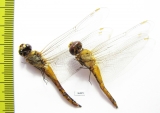 Odonata sp.  Thailand - INSECTS-STORE.RU